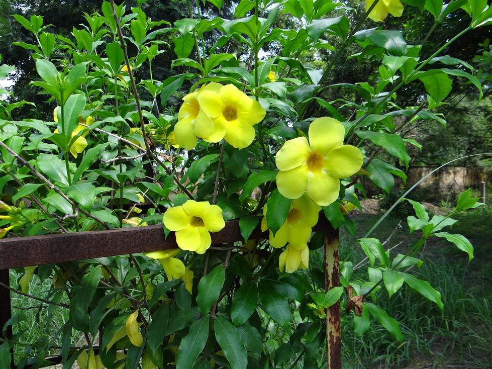 Allamanda cathartica